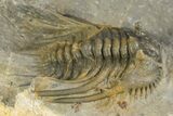 Multi-Toned Leonaspsis Trilobite With Spiny Cyphaspis #323479-6
